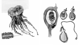 Meike Schlemmer Illustration